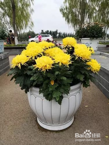菊花家庭养殖方法