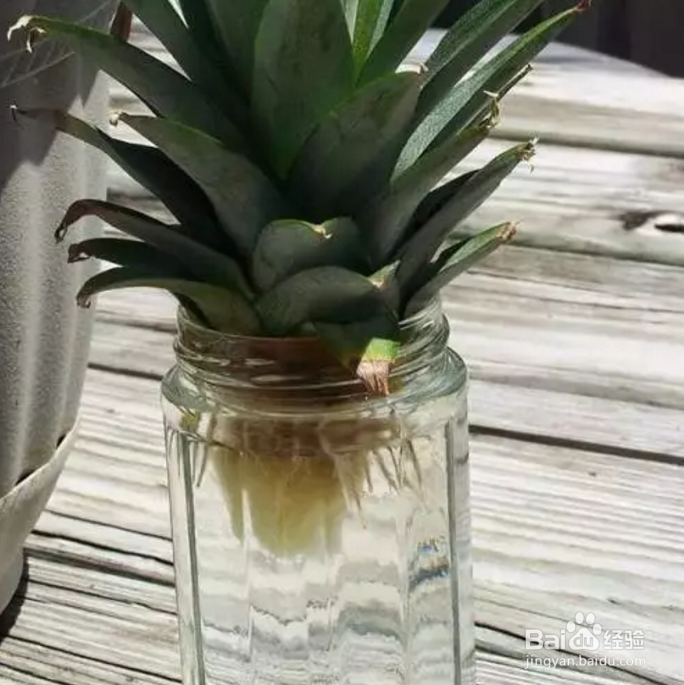 芹菜、菠萝盆栽的制作？