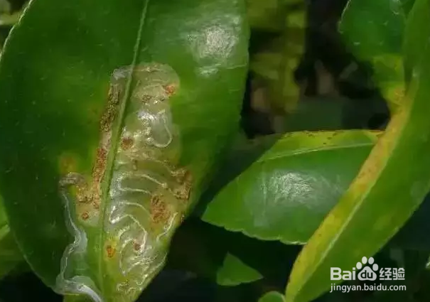 如何防治潜叶蛾危害？