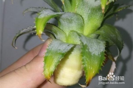 菠萝的水培和养护