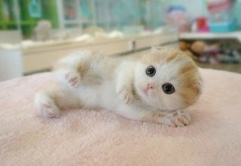 冬天养猫要注意什么问题怎么给猫咪保暖