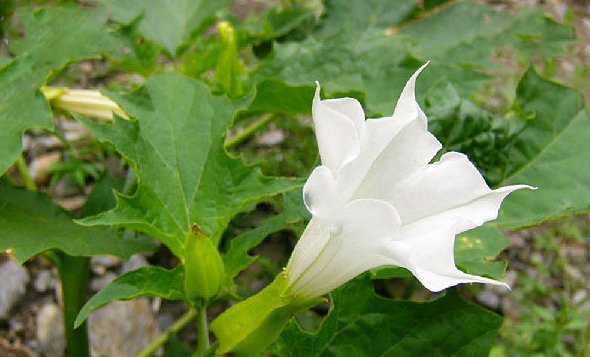 曼陀罗是什么意思