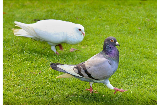 鸽子是一夫一妻制的吗