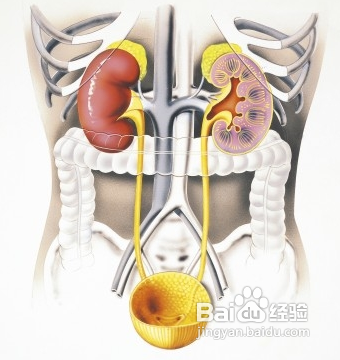 男人日常补肾应该注意哪些(一)