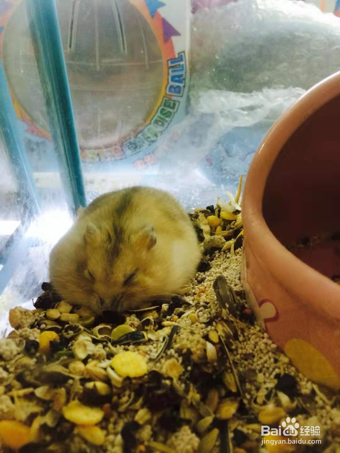 仓鼠很瘦怎么增肥