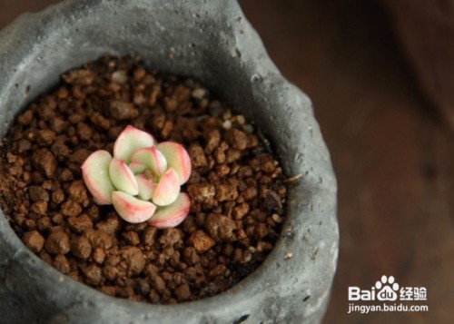 怎么消灭蚧壳虫