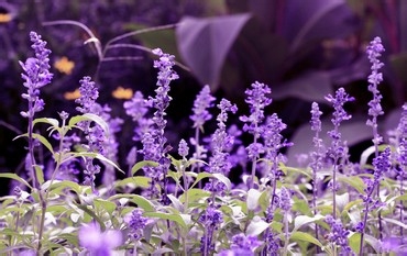 夏天防止蚊虫叮咬的方法?