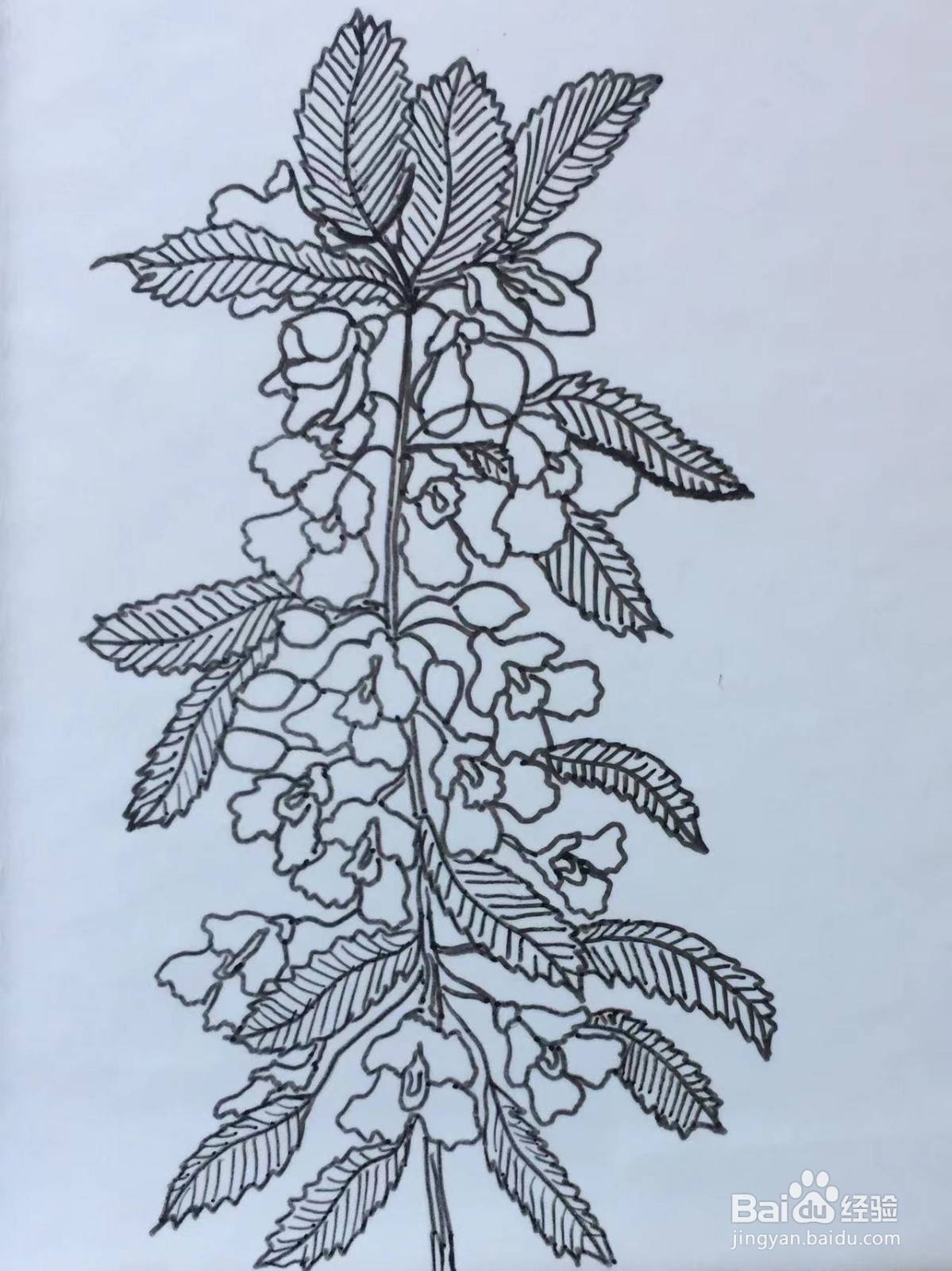 插画教程之凤仙花