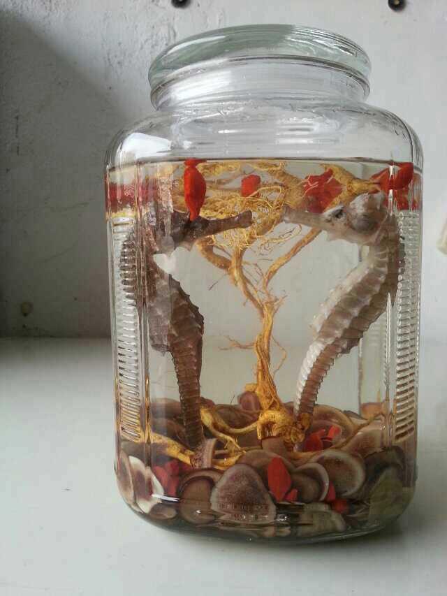 海马和海龙有什么具体的区别