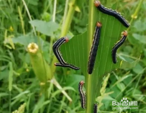 玉米幼苗被虫吃该怎么办呢