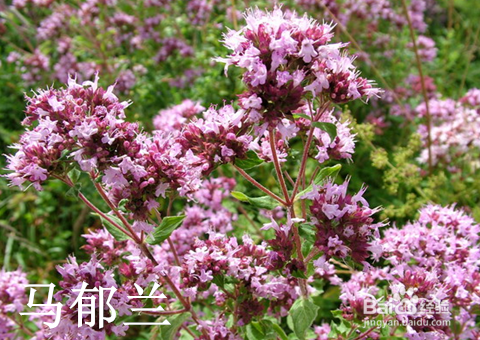 现在起,改善失眠用精油