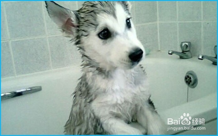 新手怎么养哈士奇