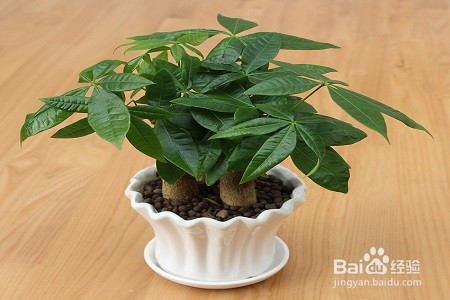 发财树树干萎缩怎么办