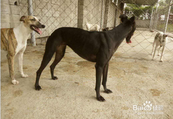 黑狼犬怎么训练?