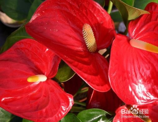 怎样让红掌花开的更好