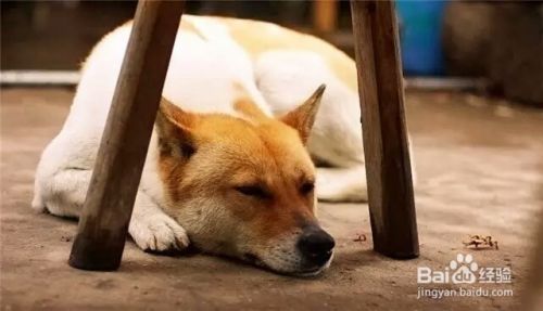 中华田园犬（土狗）的七大优点