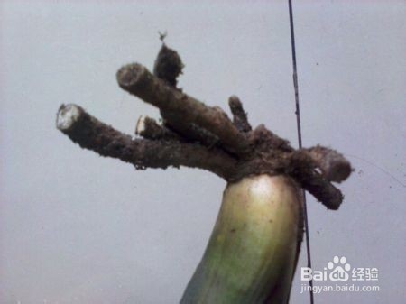 君子兰烂根原因及解决方法