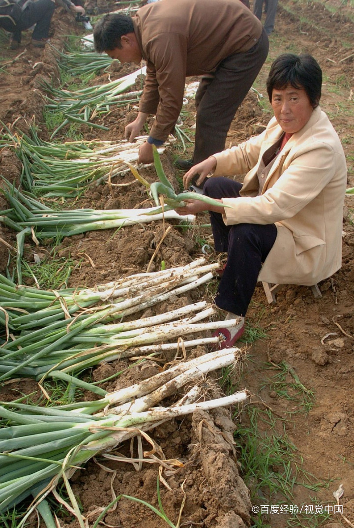 孕妇吃大葱的好处