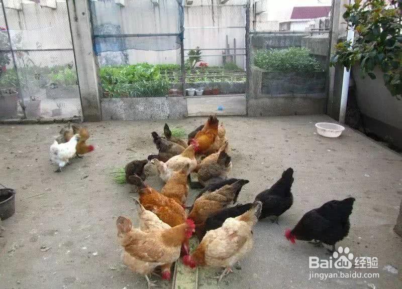 大蒜喂鸡注意事项