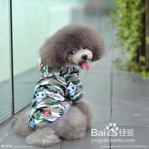 如何选择宠物美容学校