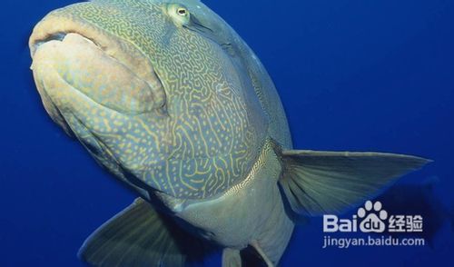 怎样快速减肥不反弹.