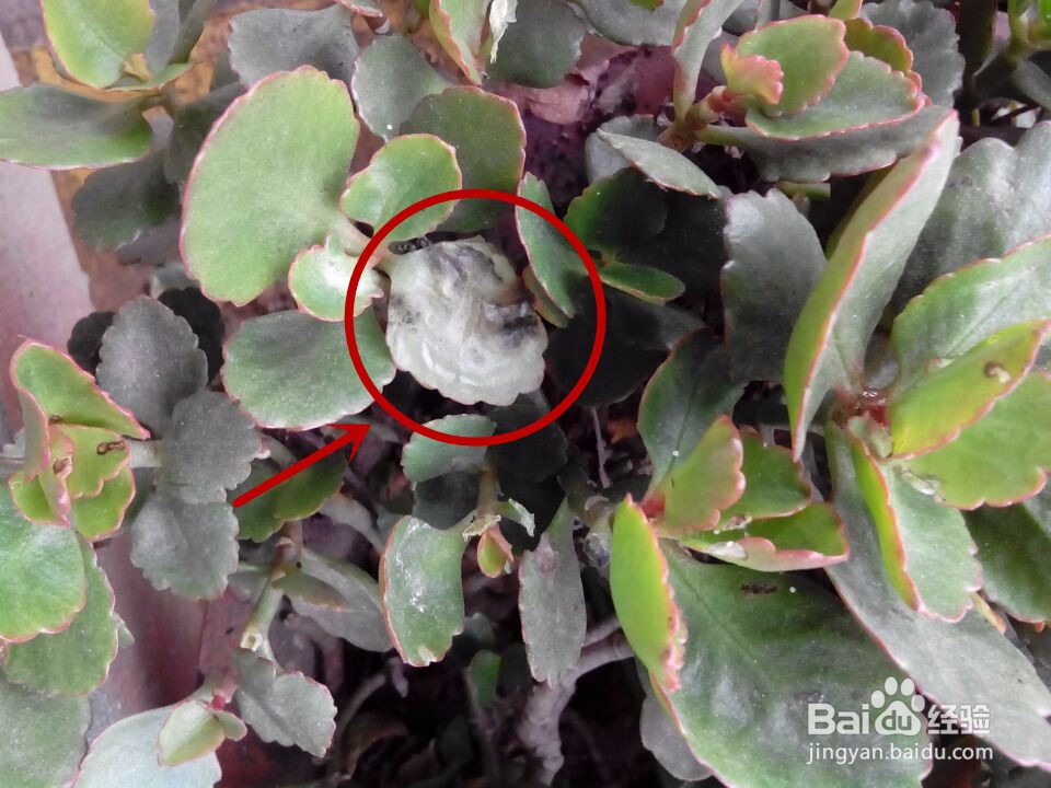 花长虫了怎么处理