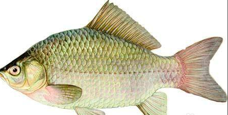 鲫鱼在家如何长期喂养