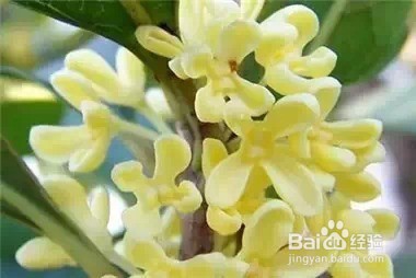 家里常养这些植物 身体会越来越棒
