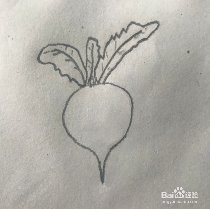 【简笔画】萝卜的分步画法
