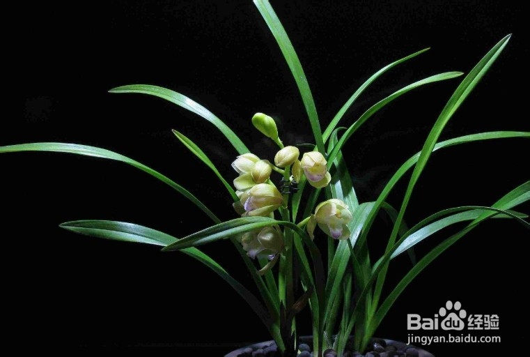 兰花叶子长黑斑怎么救