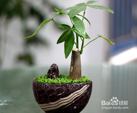 发财树树干萎缩怎么办