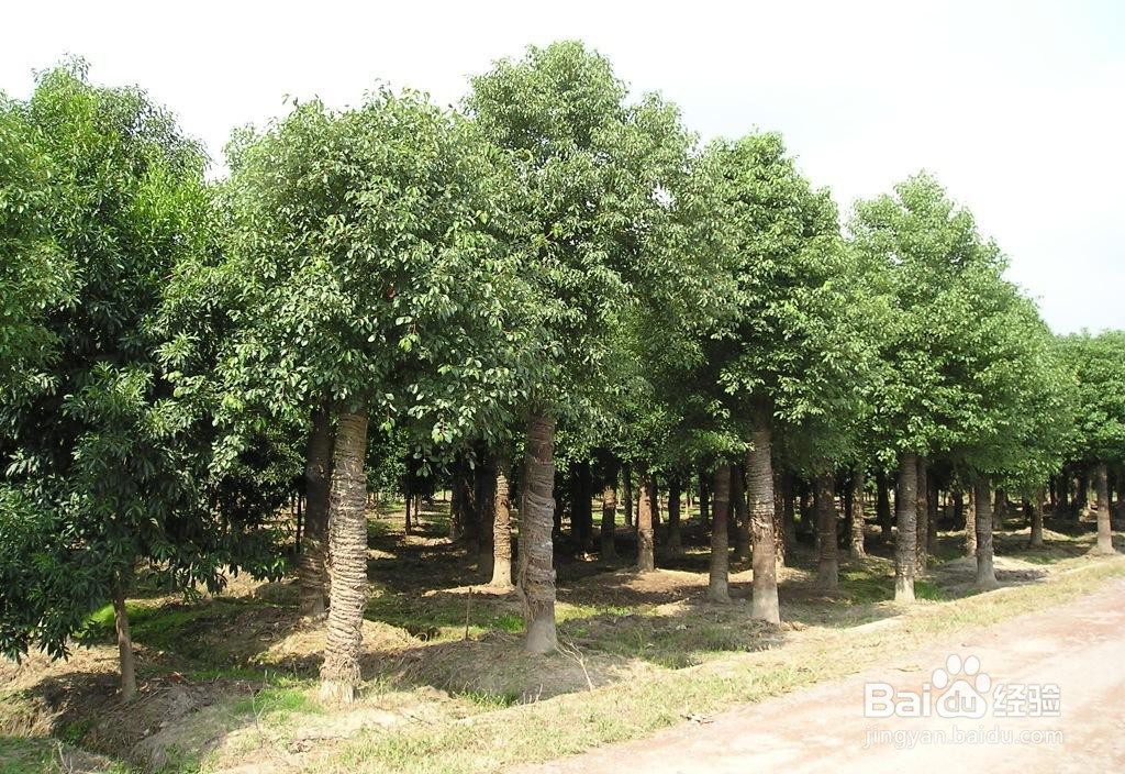 怎么辨别香樟树与樟树