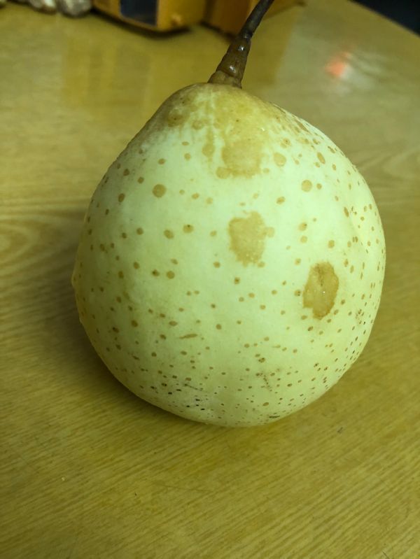 冰糖百合炖雪梨