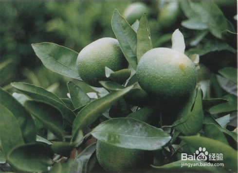 中药枳实导滞的介绍