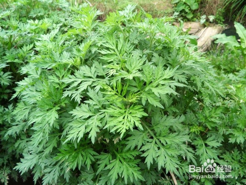 本草纲目告诉你,累了怎么办