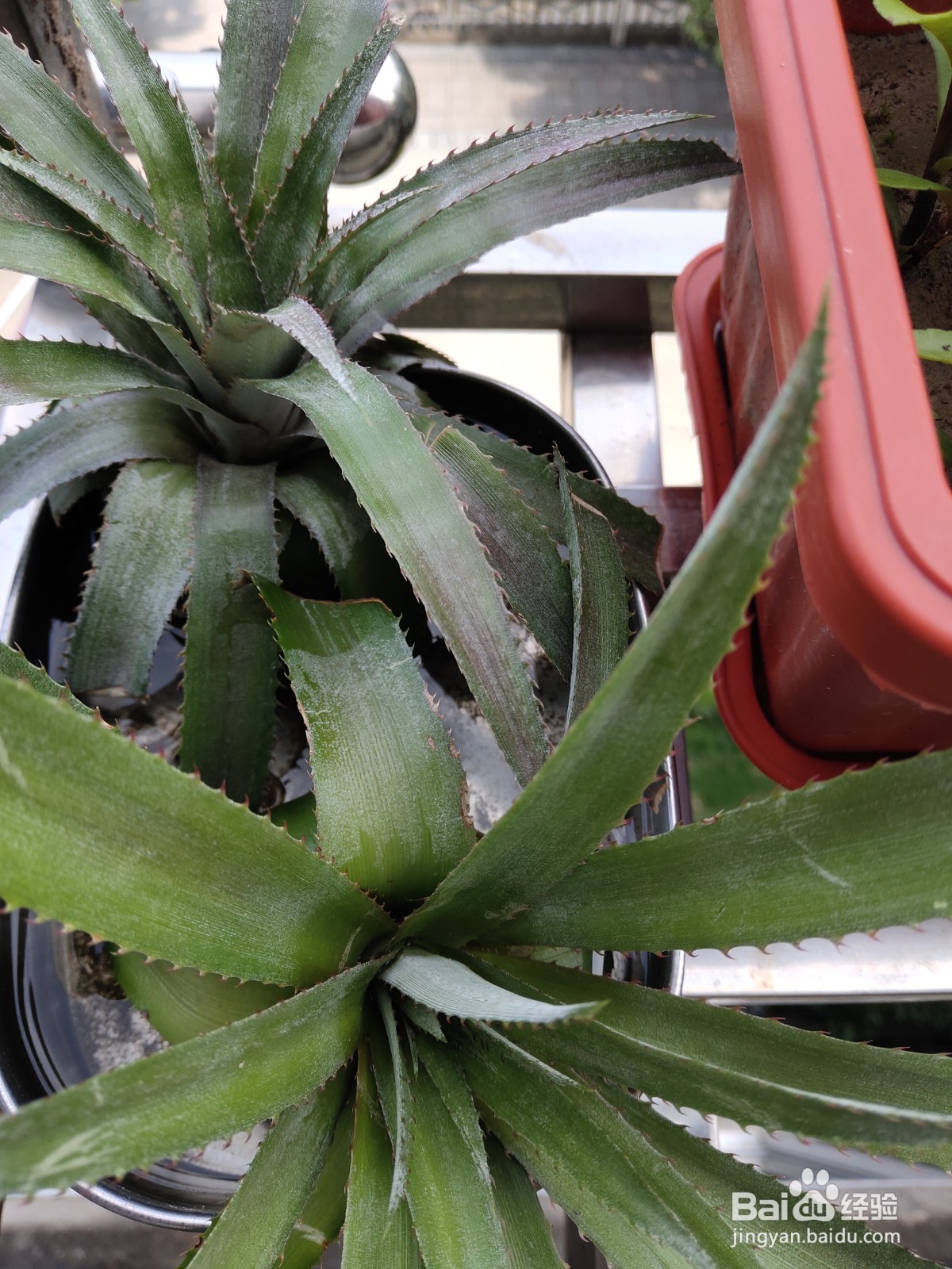 吃剩的菠萝头盆栽