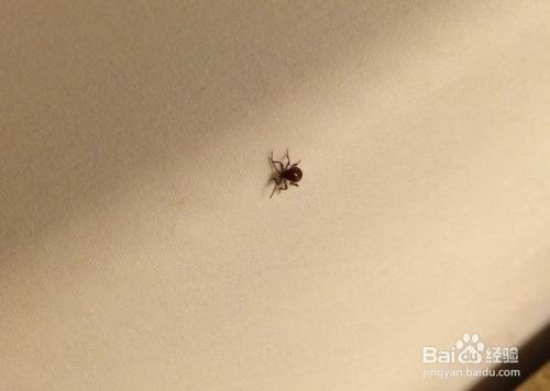 拟裸蛛甲虫怎么消灭