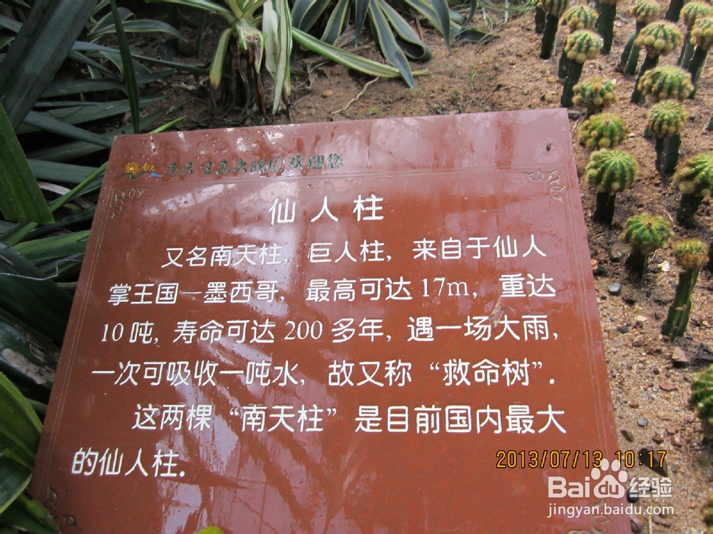 教你认识仙人掌：[3]仙人掌品种大全3