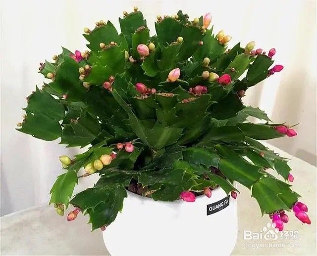 蟹爪兰夏天怎么养