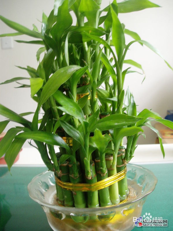 环保 室内环保 哪些植物有利于净化空气
