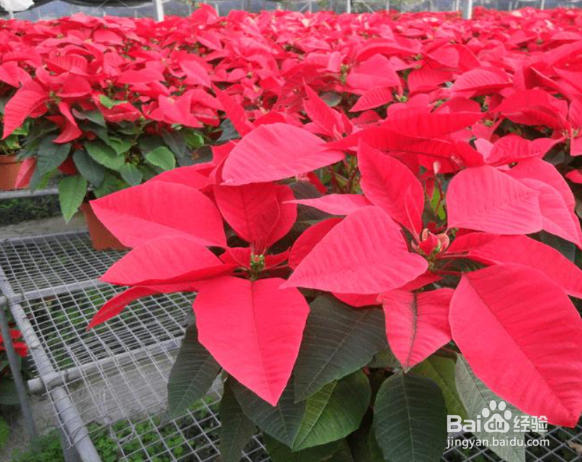 一品红怎么繁殖,方法是什么