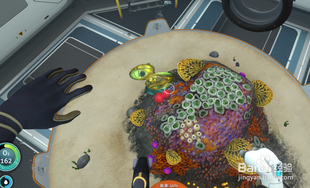 深海迷航怎么孵蛋