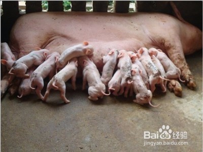 如何养猪最赚钱