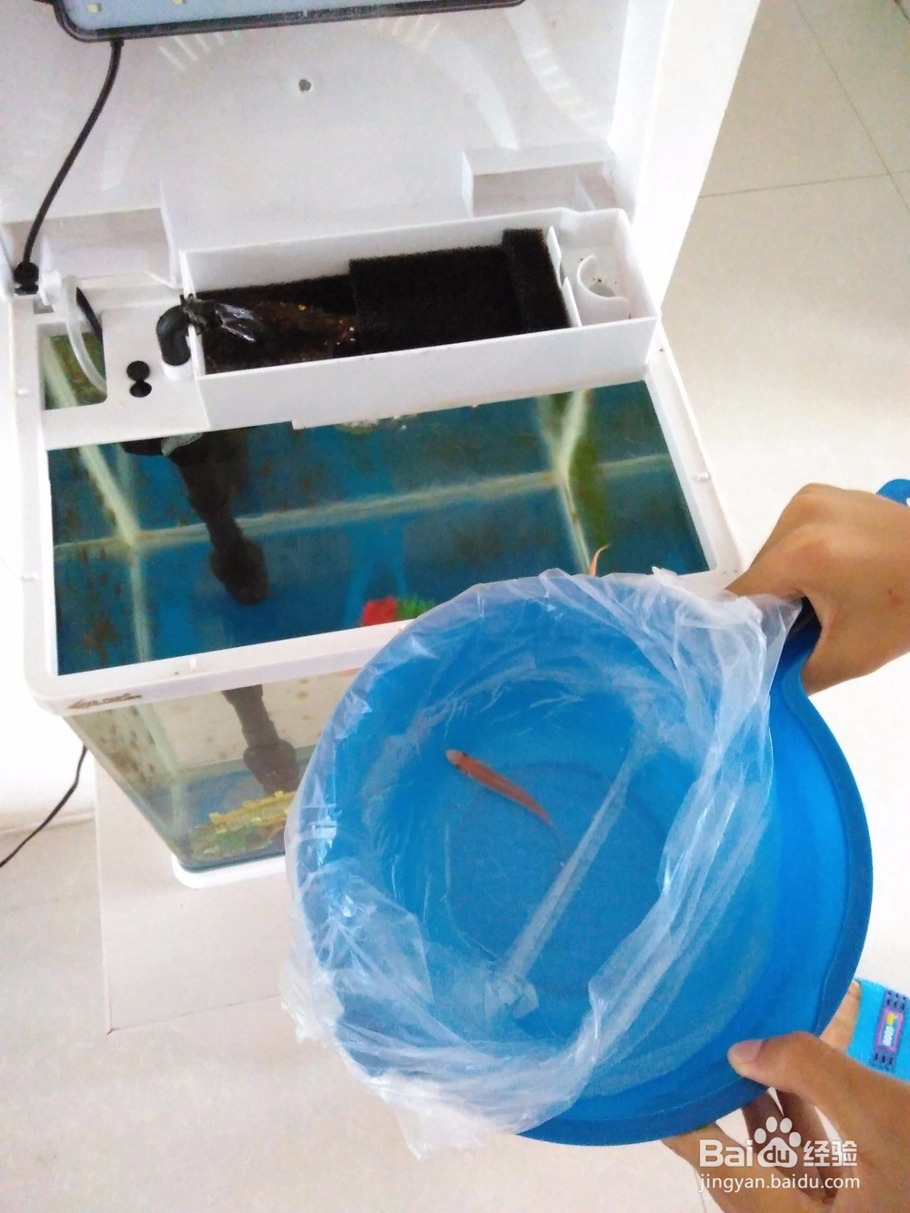 鱼缸的自动清洗方法,省时省力。