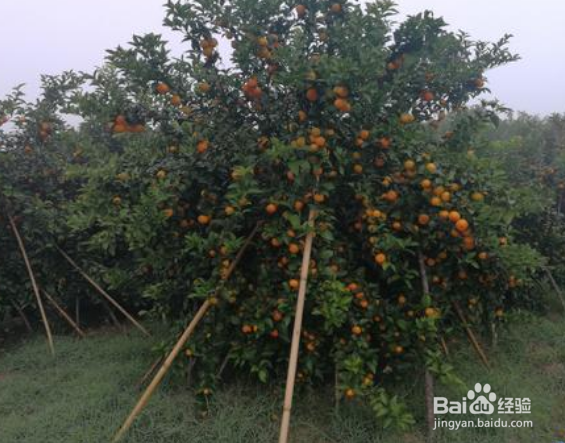 砂糖橘树种植方法