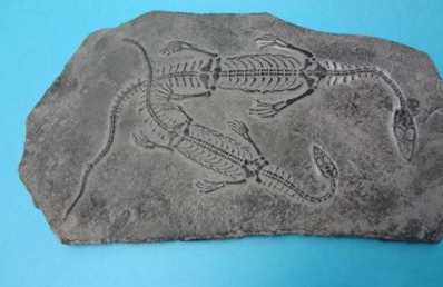 变质后其中的化石会不会被破坏