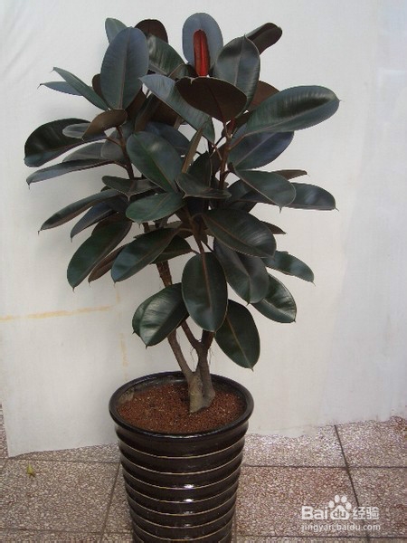 怎样净化家中的空气