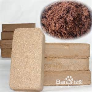 巴西龟（又叫红耳龟）的日常饲养