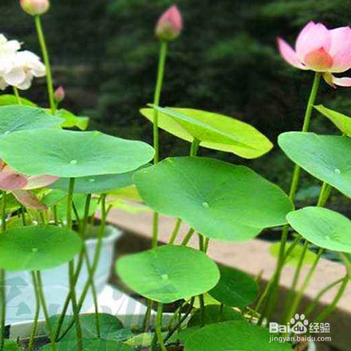 荷花盆栽方法及注意事项