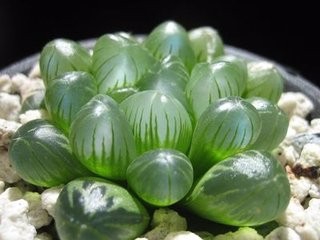 秋季应该怎样管理盆花?